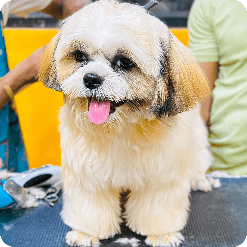 Happy client at RC Pet Resort