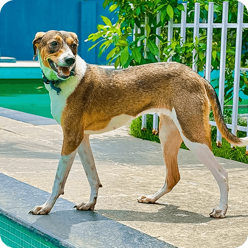 Happy client at RC Pet Resort