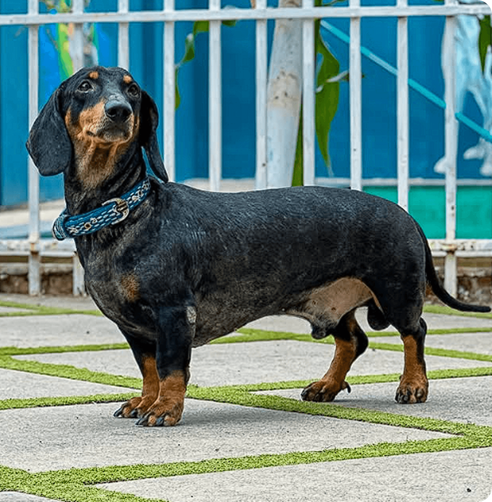 Happy client at RC Pet Resort