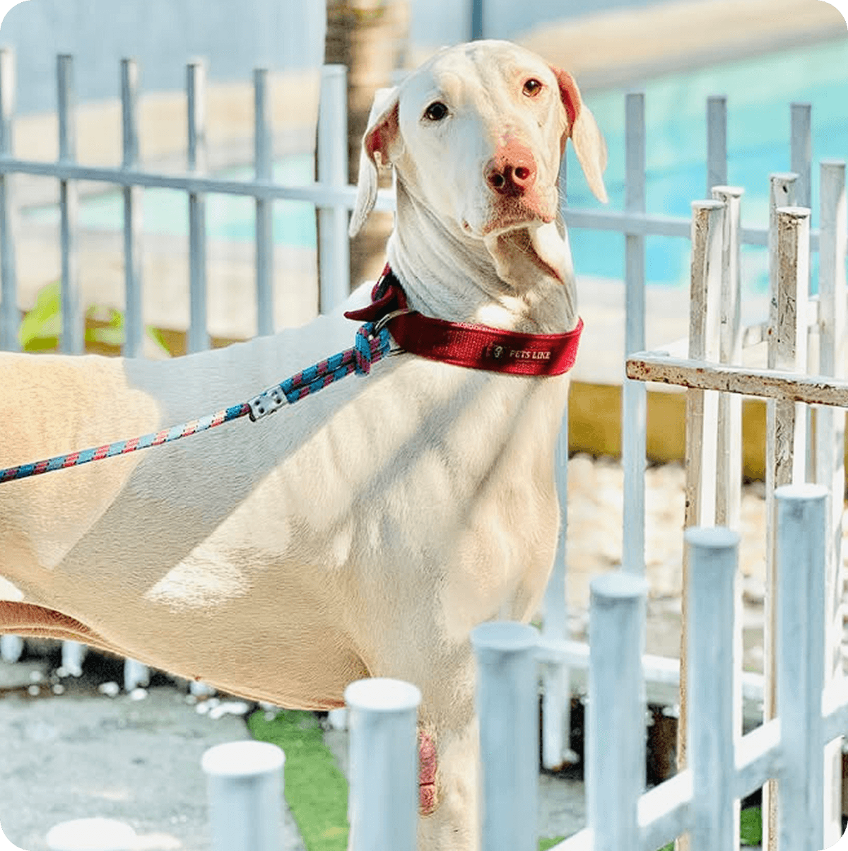 Happy client at RC Pet Resort