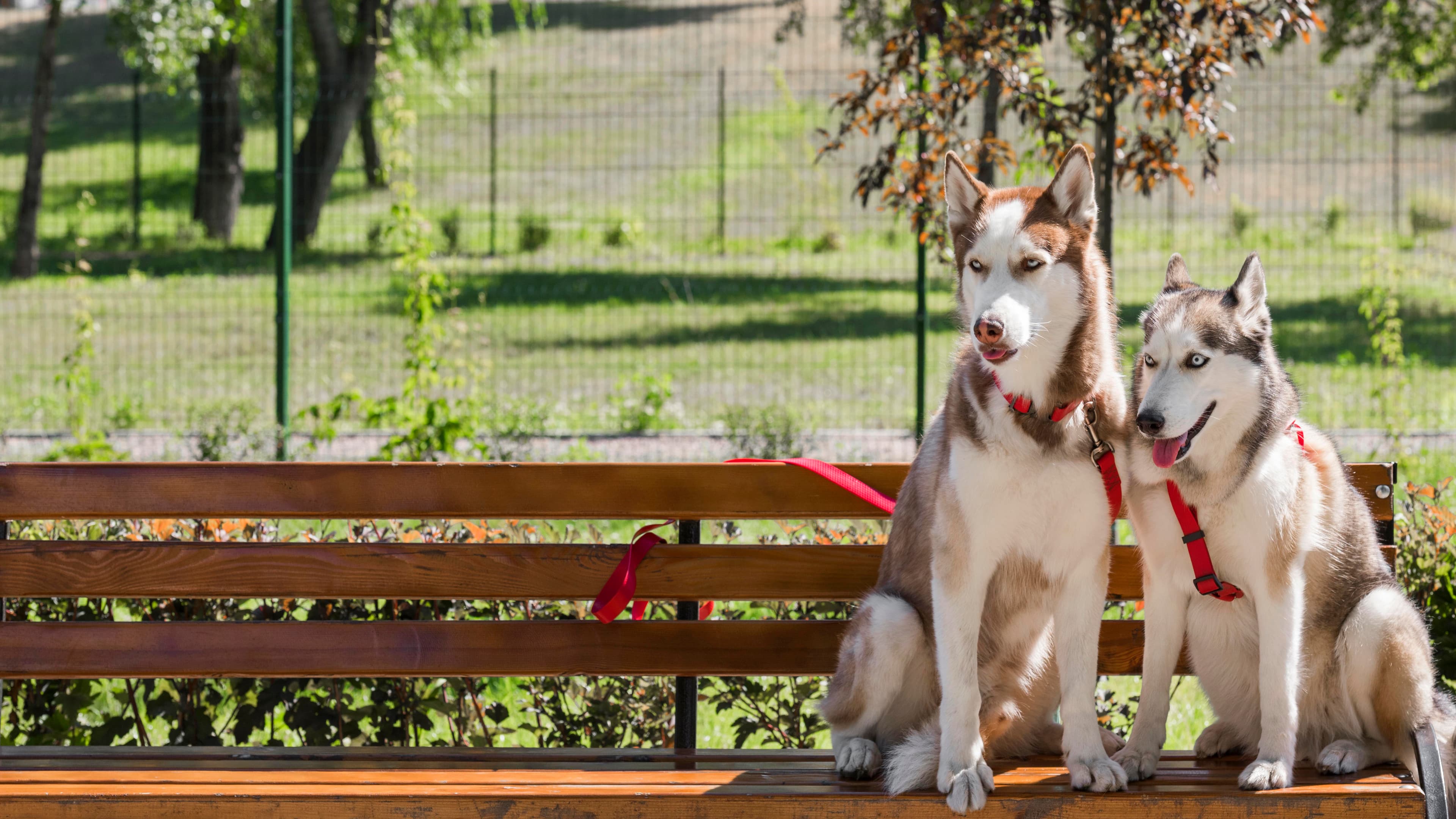 About RC Pet Resort – Happy pets in nature