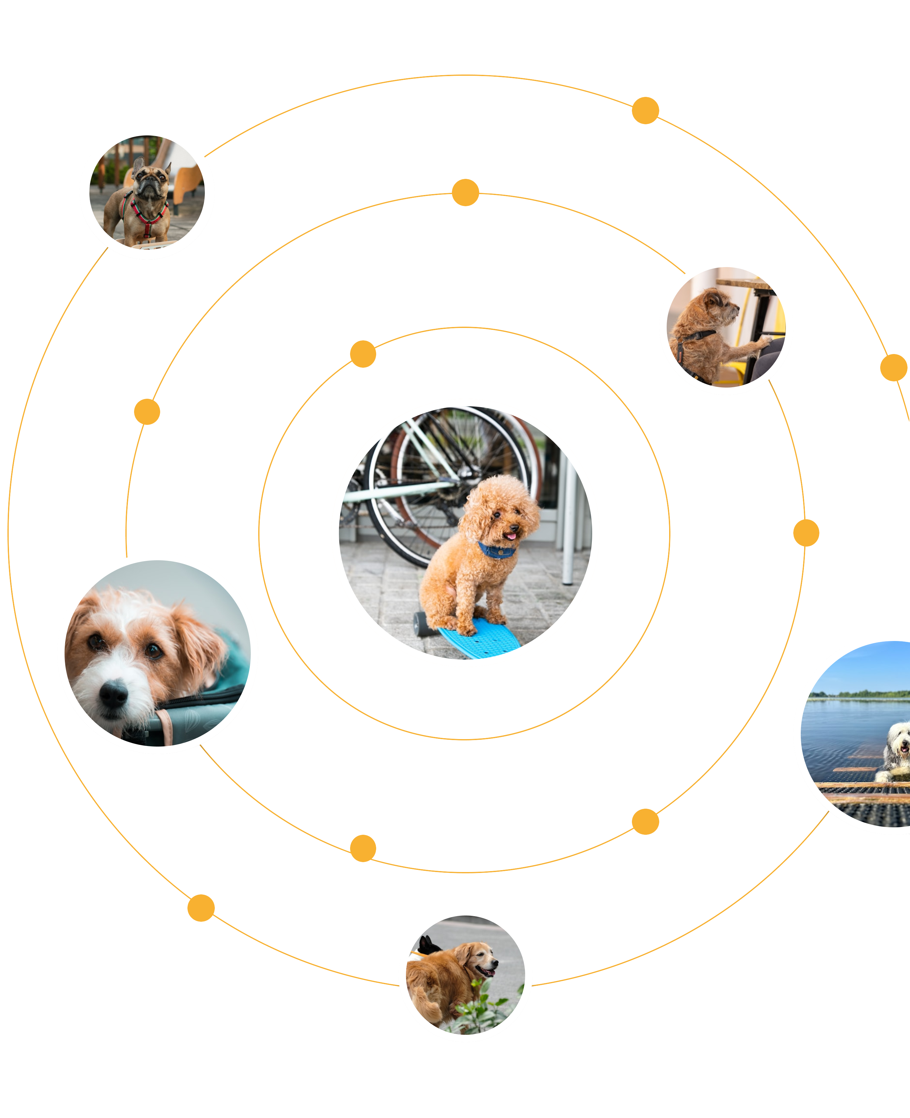 Professional dog grooming and cat grooming at RC Pet Resort Chennai
