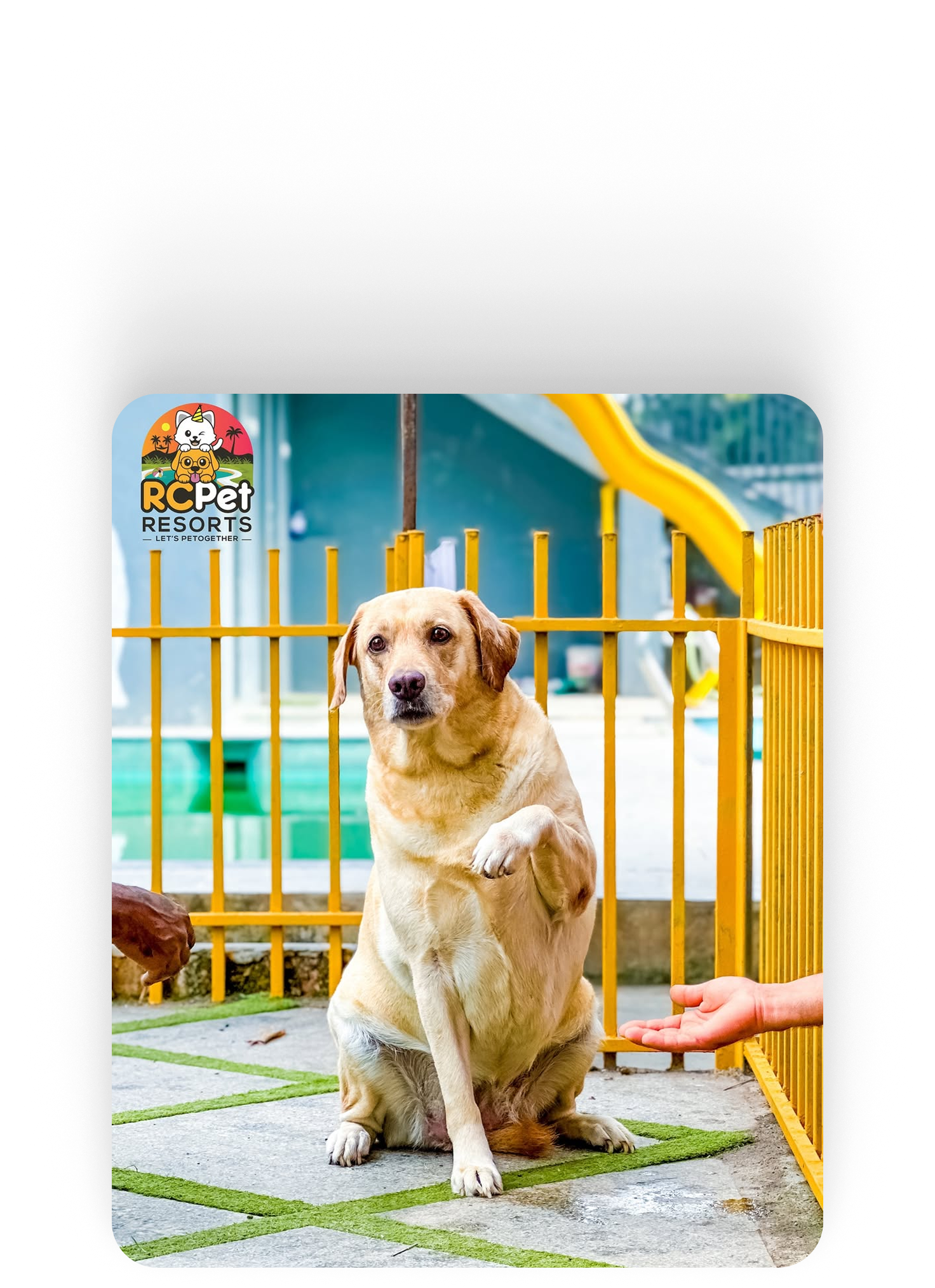 Pet Resort